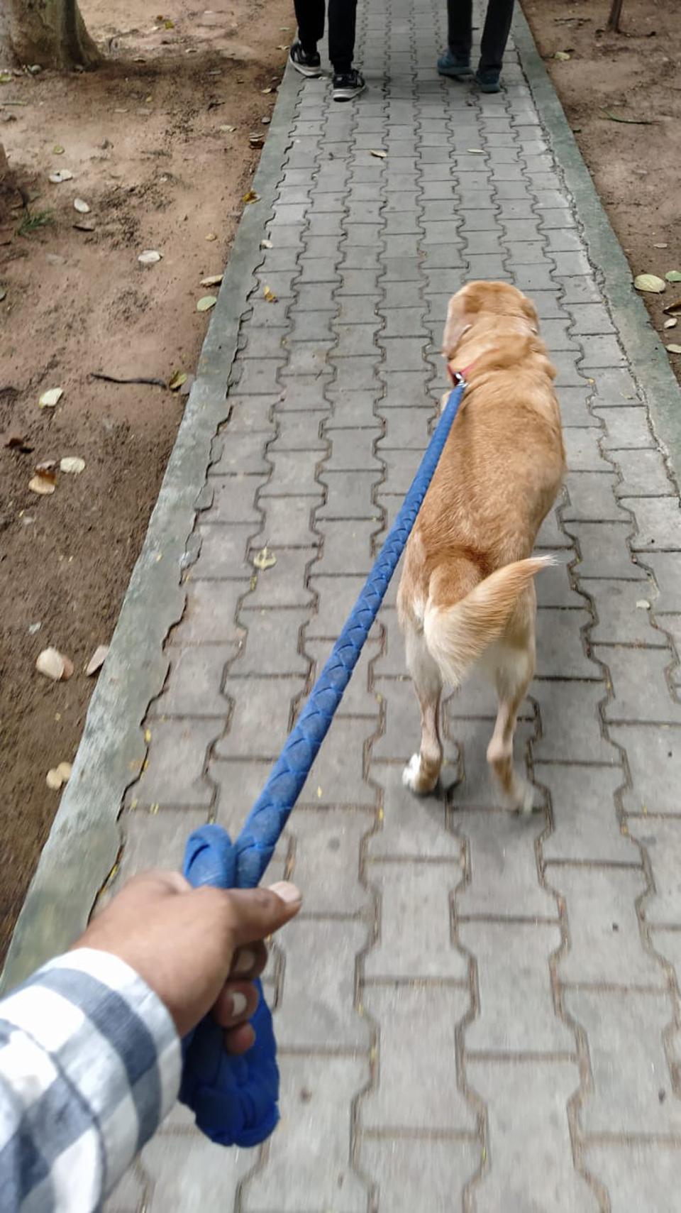 Naveen Kumar Of Kammanahalli Builds A Tech Savvy Dog Walking Service